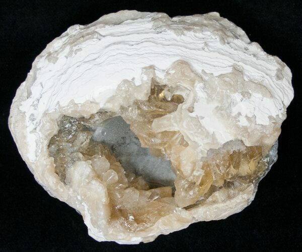 Clam Fossil with Golden Calcite Crystals - #14722